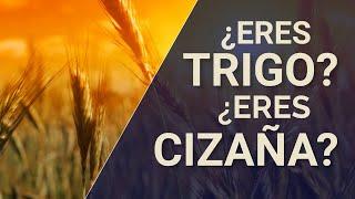 ¿Eres TRIGO o eres CIZAÑA? 