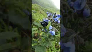 Violet Carpenter Bee, Xylocopa violacea