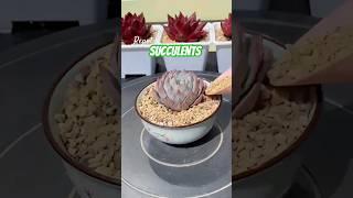 Succulent Plants for Beginners: Essential Care Secrets You NEED to Know