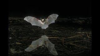 Bats in Flight