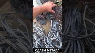Сдаем МЕТАЛЛ #металлокоп #медь #раскопки #металлоискатель #коп #копатель #заработок #жизньвдеревне