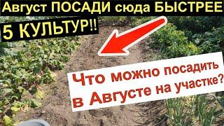 УСПЕЙ Что можно посадить в августе на освободившиеся грядки.