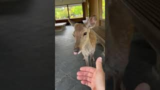 鹿の鳴き声が可愛すぎた！#奈良公園のシカちゃん #日本一周 #旅 #動物 #奈良公園 #鹿