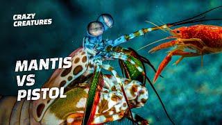 Mantis Shrimp vs Pistol Shrimp