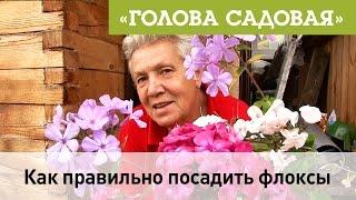 Голова садовая - Как правильно посадить Флоксы