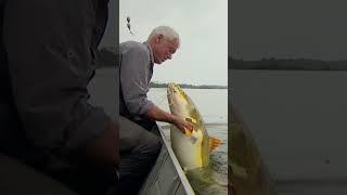 Jeremy ACCIDENTALY Catches a BIG Redtail Catfish #shorts #fishing #rivermonsters