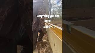 100% DIY Homesteading  #homesteader