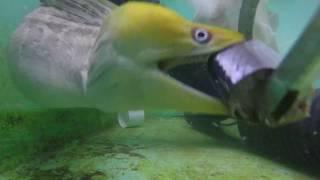 Moray eel's second jaw is visible as it swallows mackerel