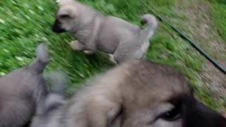 Norwegian Elkhound Puppies at 7 Weeks Playing