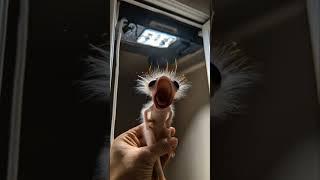 Found this lil one in our breaker box...  #alien #cute #aliencreature