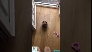 OMG It's DOG video is SO CUTE #Shorts #funnydogs #petlover #crazydogs #animalmate #itdog #smilingdog