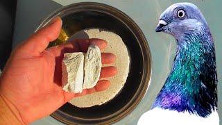 СУПЕР Кальций Голубям своими руками / pigeon pigeons