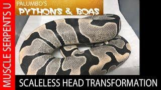 Scaleless Head Ball Python Spontaneous Color Change