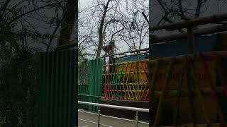 Amazing video