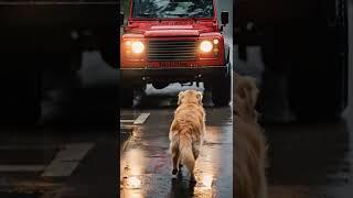 Angel dog Family's guardian Thanks to the dog,the woman was saved #rescue #shorts #dog #pet #animals