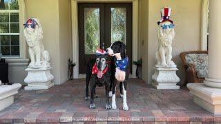 Funny Fast Great Dane Swipes Sister Dog's 4th Of July USA Hair Bow