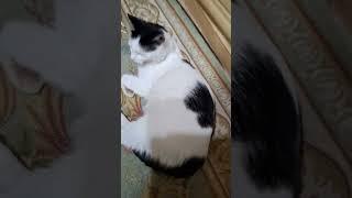 #клякса #edit #edits #catedits #catedit #cat #klyaksa #klyaksa