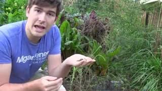 How to Save Swiss Chard Seed - Seed Saving Tutorial