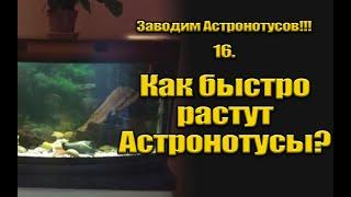 Заводим Астронотусов!!! 16. Как быстро растут Астронотусы