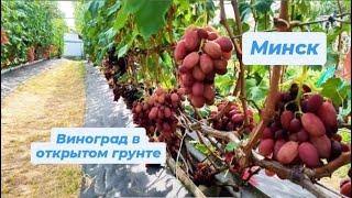 2/2 "20 сортов Винограда с мускатным вкусом, созревающих в открытом грунте. Беларусь, Минский район