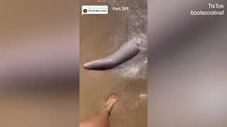 Woman comes across whale's penis on Magnetic Island, northern Queensland l Daily Mail Online