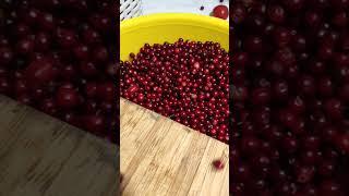 Как быстро почистить ягоды от мусора  #лайфхаки