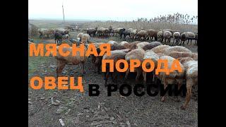 Мясная порода овец в России