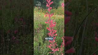 10 Texas Native Plants to Attract Pollinators 