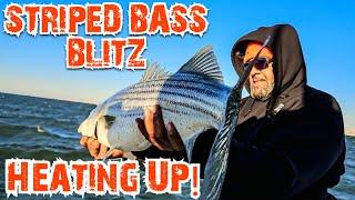 The Striped Bass Blitz Is Heating Up! | F-N Fishing Charters