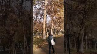 GOLD AUTUMN#LEAF FALL#TASHKENT#ЗОЛОТАЯ ОСЕНЬ#ЛИСТОПАД#ТАШКЕНТ