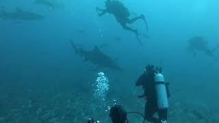 Lemon Shark Dive and Scarface Reef