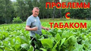 Дожди принесли проблемы с ТАБАКОМ, РОЗАМИ, ПОМИДОРАМИ и не только. Наша жизнь в деревне.