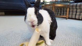 Rabbit eating banana and licking himself clean ASMR