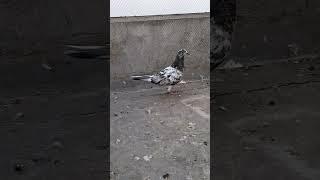 Banki female pathi #pigeonslovers #pigeon #kabootar #bird