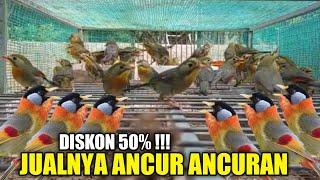 DISKON 50% ! RATUSAN BURUNG IMPORT DIJUAL DIBAWAH HARGA PASARAN DIKIOS LANGGENG JAYA PASAR PRAMUKA