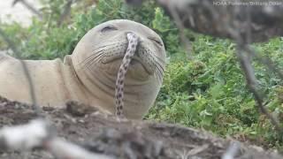 Hawaiian monk seals keep getting eels stuck in their noses