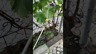 Чем обрабатывать виноград?! #виноград #crossvineyard #garden #grape #сад #дача
