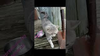 Kitty Chronicles