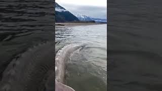 Beluga Sturgeon, largest freshwater fish in the world.