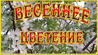 Футаж Цветущие деревья сада. Футажи для видеомонтажа Цветущие деревья весной. Видеофутажи HD