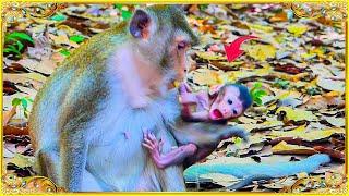 Monkey Anna Correct Behavior Her Tiny Baby Monkey.