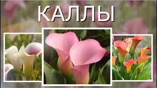 КАЛЛЫ Высаживаю каллы в грунт.#каллы#каллыпосадкауход#красивыецветы