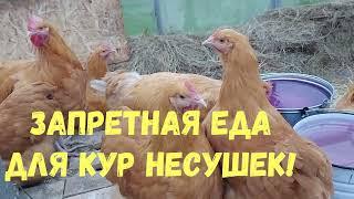 ЧЕМ НЕЛЬЗЯ КОРМИТЬ КУР