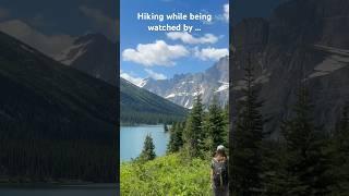 Hiking while being watched #moose #glacierlake #mountains #glaciernationalpark #hiking