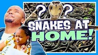 SNAKES AT HOME!! THE WAJESUS FAMILY