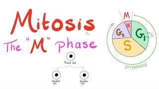 Mitosis - Cell Division -  The M Phase of the Cell Cycle - Biology for MCAT, DAT, SAT, ACT, AP Bio