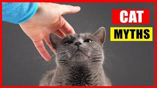 16 Cat Myths You Should Stop Believing