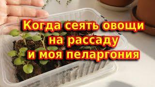 Сроки посева овощей  на рассаду и моя рассада пеларгонии