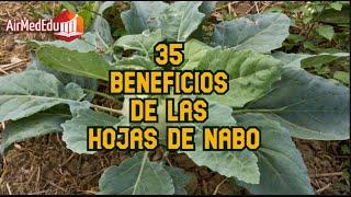 35 Beneficios de las Hojas de Nabo