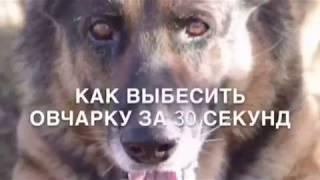 Как разозлить немецкую овчарку ! How to piss off a german shepherd ! Funny and cute pets !